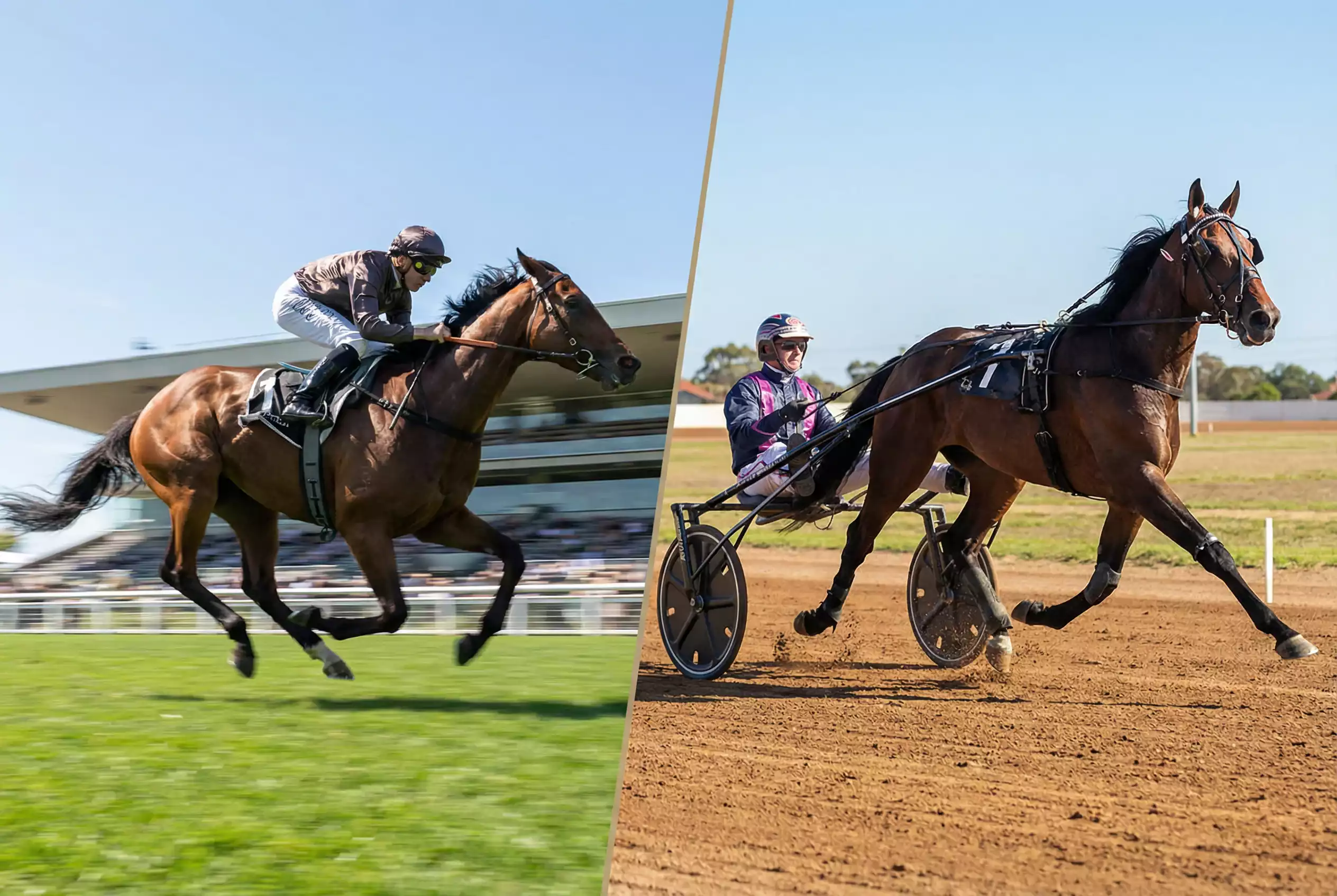 Vollblutpferd im Galopp und Traber mit Sulky nebeneinander auf verschiedenen Rennbahnen