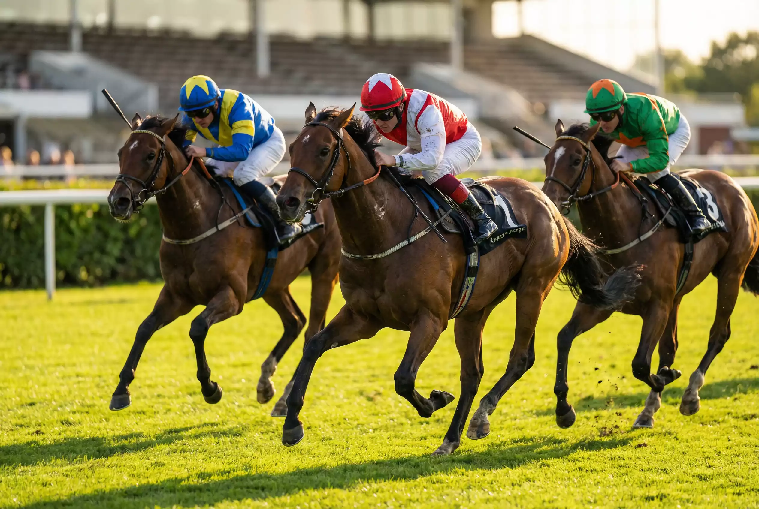 Galopprennen Wetten – Vollblüter auf der Grasbahn beim Gruppenrennen